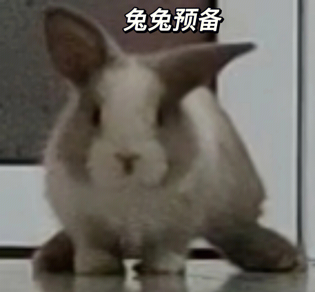 兔子张大嘴吃人表情包图片