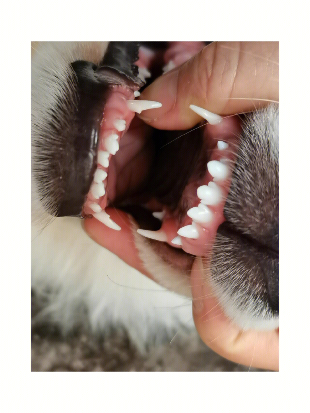 成年狗狗的牙齿照片图片