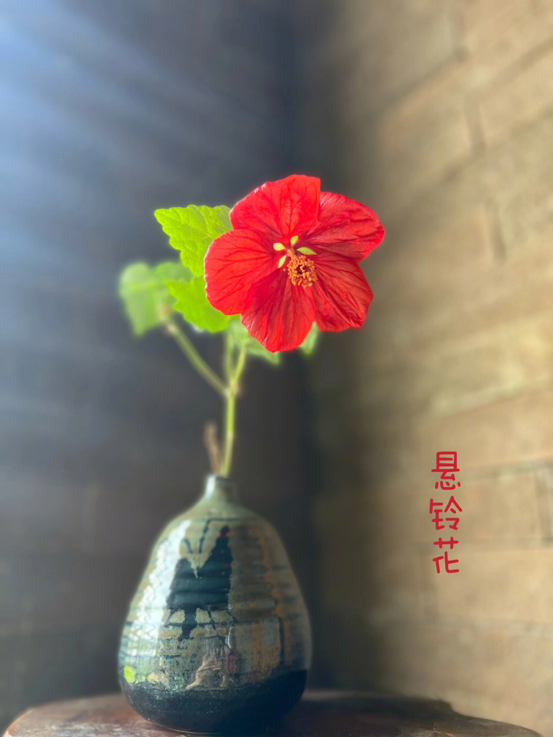 悬铃花的花程式图片