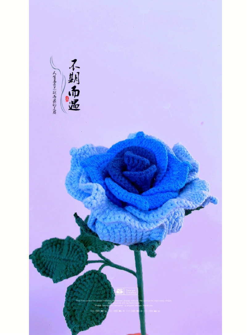 渐变蓝白玫瑰花的花语图片