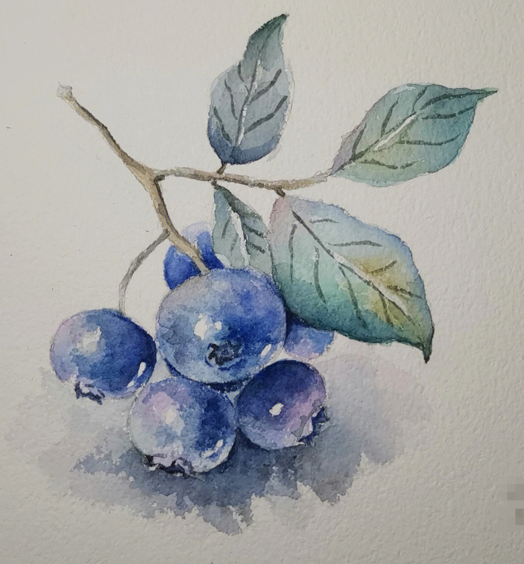 水彩水果蓝莓自学练习