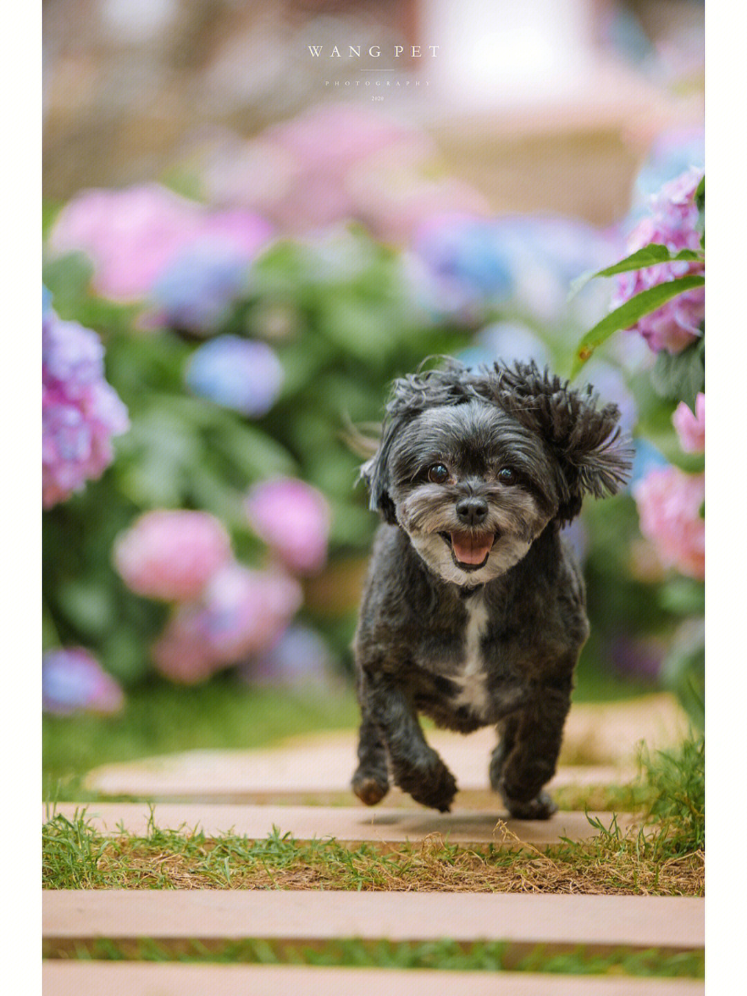 绣球犬长大后的图片图片