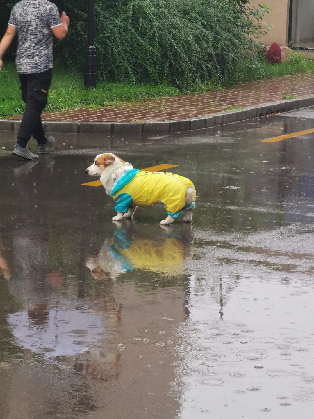 雨中狗蹲着的图片图片