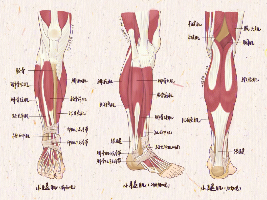 人体解剖学笔记30小腿肌终于来了有福利