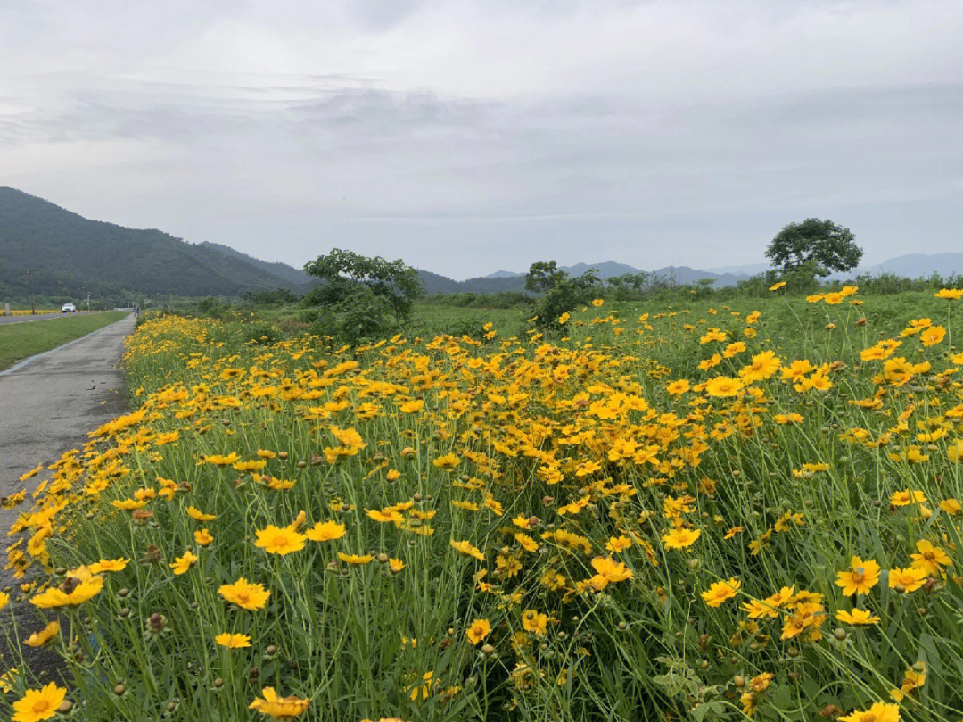 宁波东钱湖花海图片