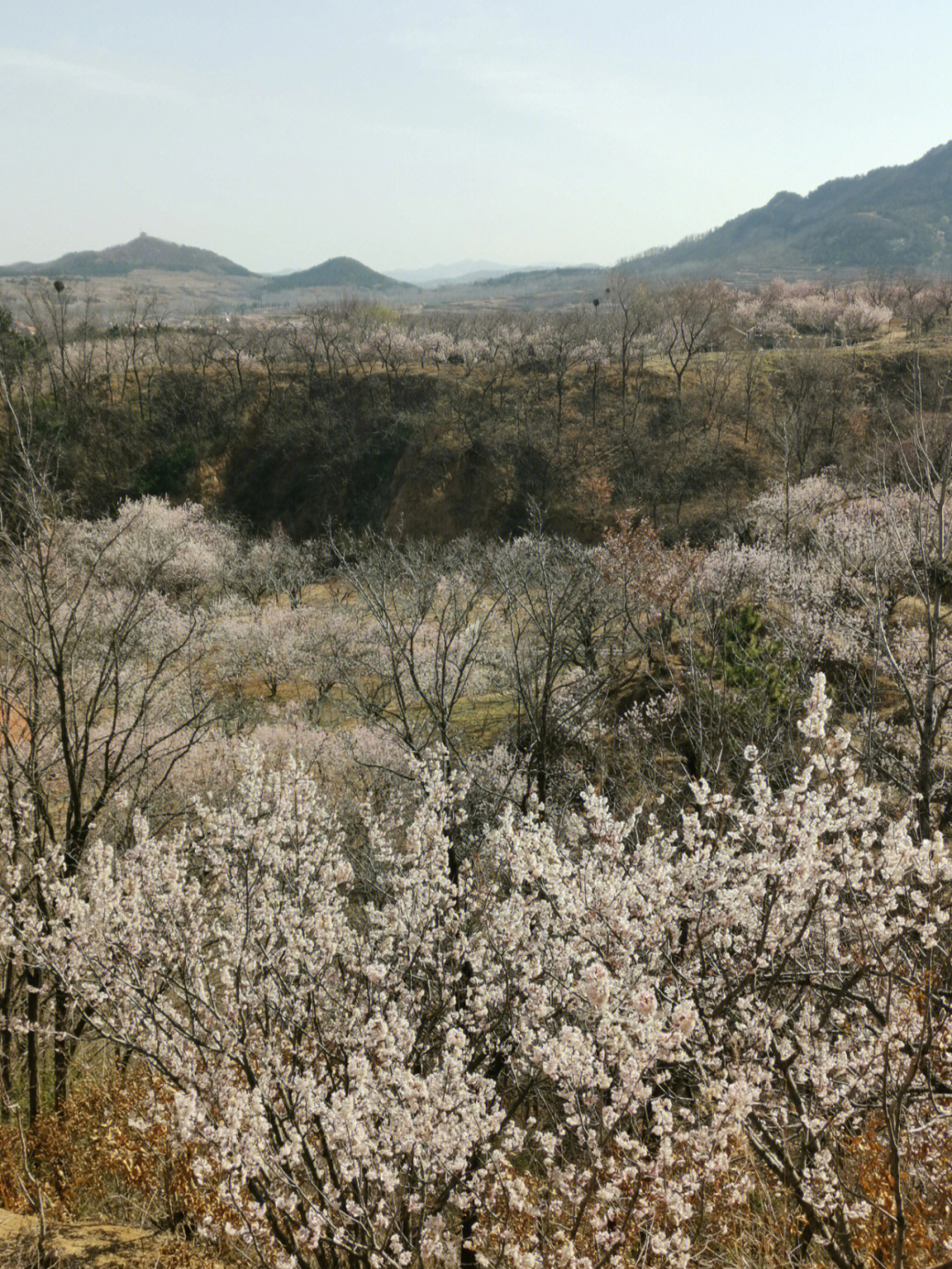 青岛西海岸杨家山里春意浓