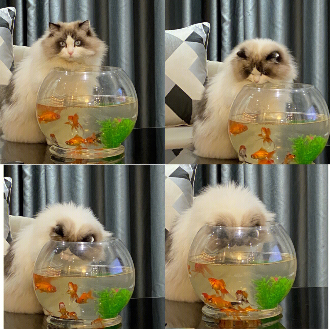 想吃鱼缸里的鱼的布偶猫