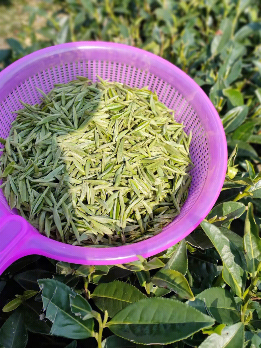 福鼎白茶的茶青种类1,白毫银针白毫银针,简称银针,又叫白毫,因其白毫