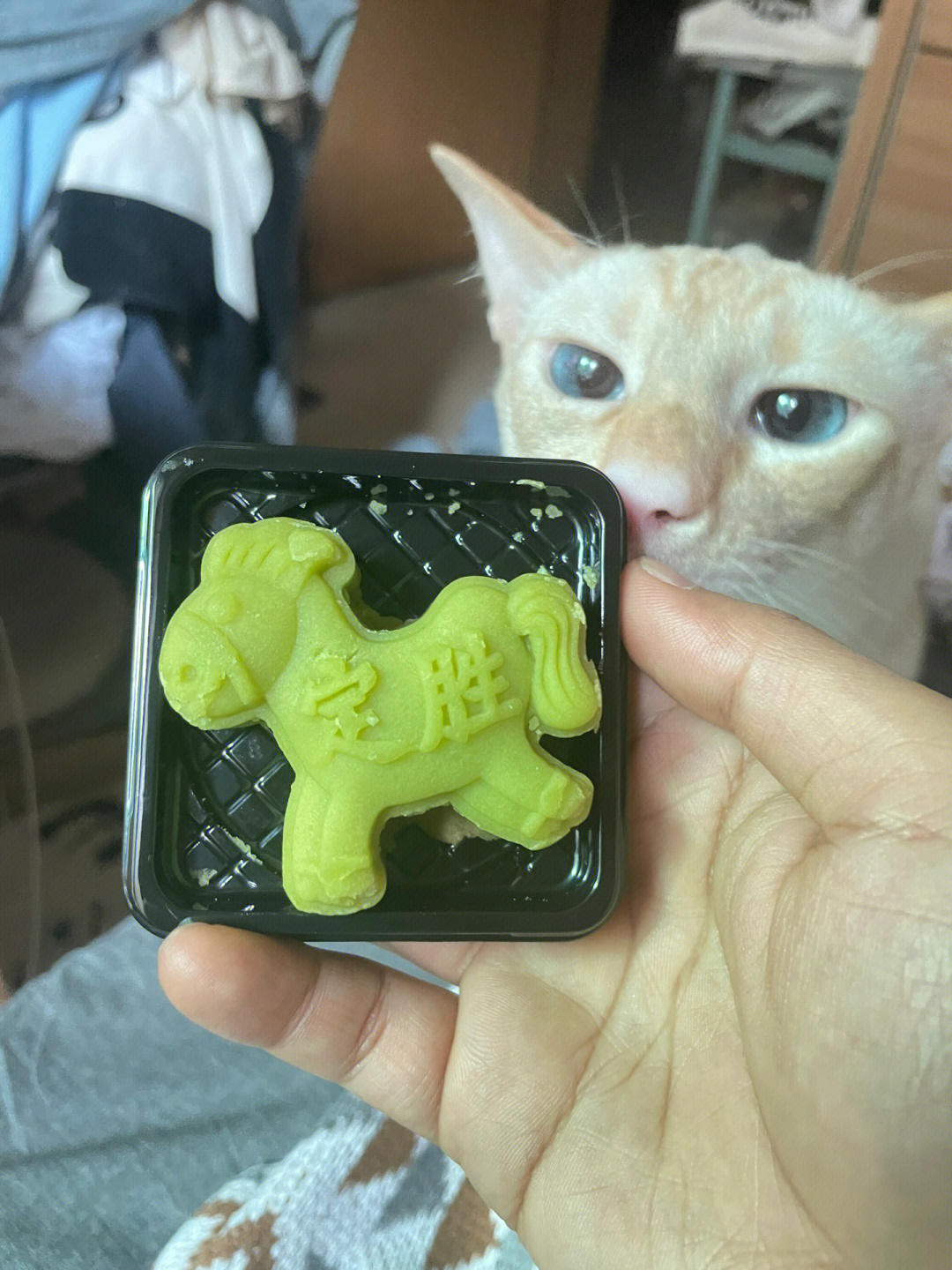 完了这个绿豆糕猫也爱吃哈哈