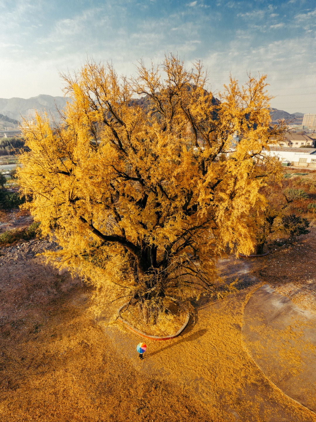 杭州千年银杏树
