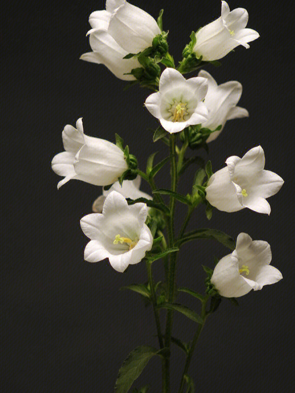 风铃草的花语白色图片