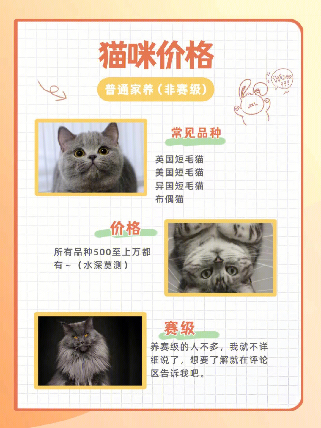 宠物猫的品种及价格表图片