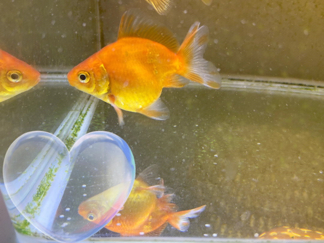 金鱼刚孵化出来的样子图片