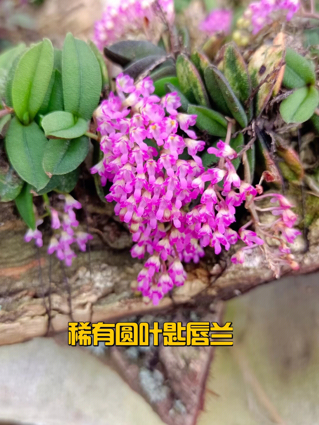 云南名花稀有圆叶匙唇兰