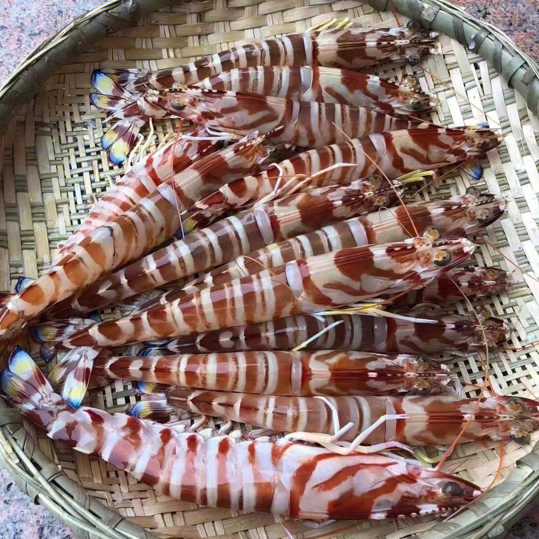 我爱吃浅海鲜纯野生大九节虾