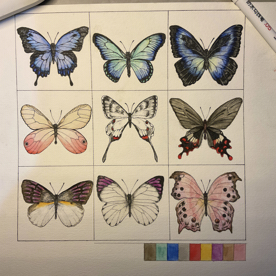 蝴蝶上色怎么搭配图片图片