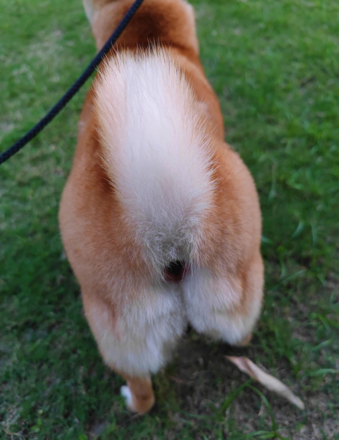 柴犬尾巴短图片