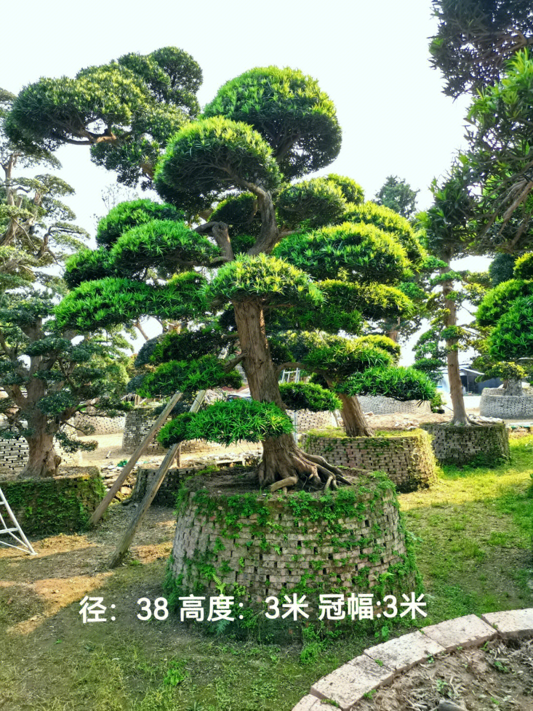 选购罗汉松注意事项