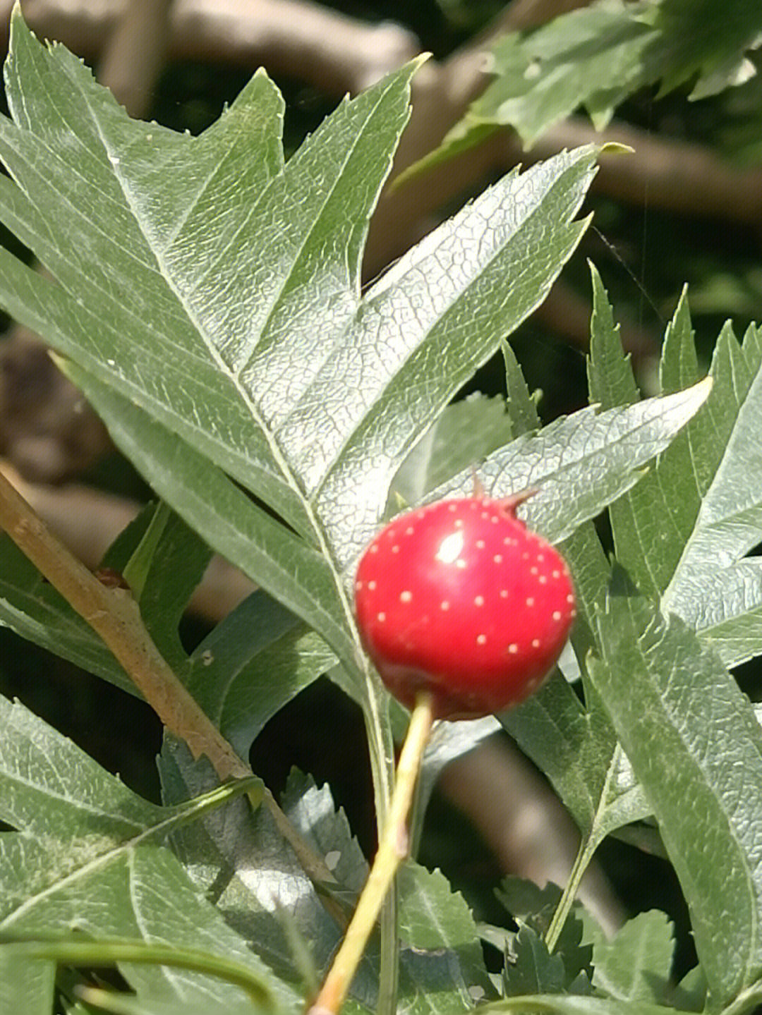 阴芽山里红图片