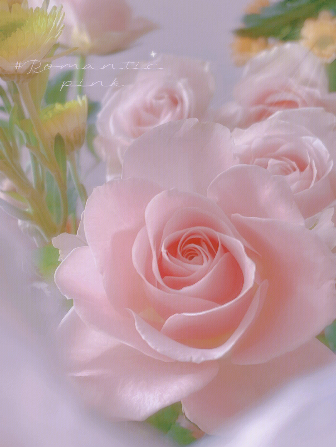 粉色玫瑰代表爱的宣言，被视为是初恋的象征