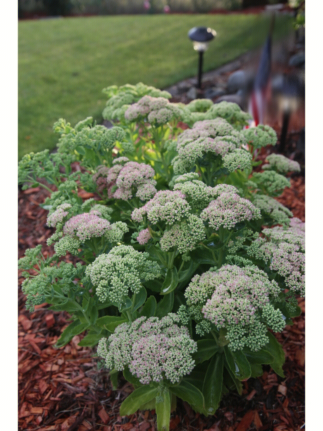 八寶景天(autumn joy sedum)的花期應該從現在開始吧.一直到秋末.