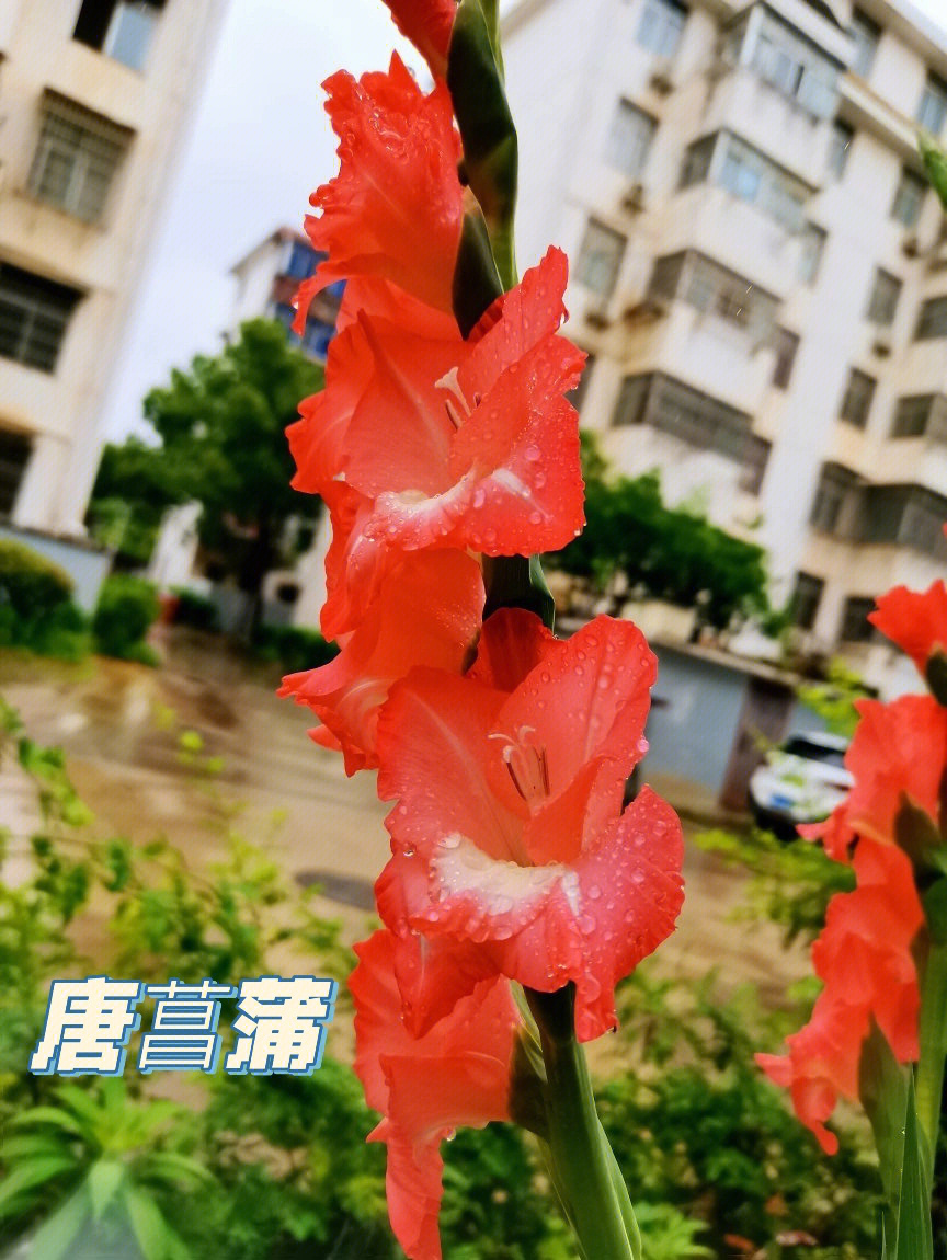 生如夏花唐菖蒲