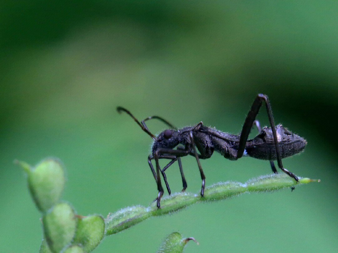 黑蚂蚁