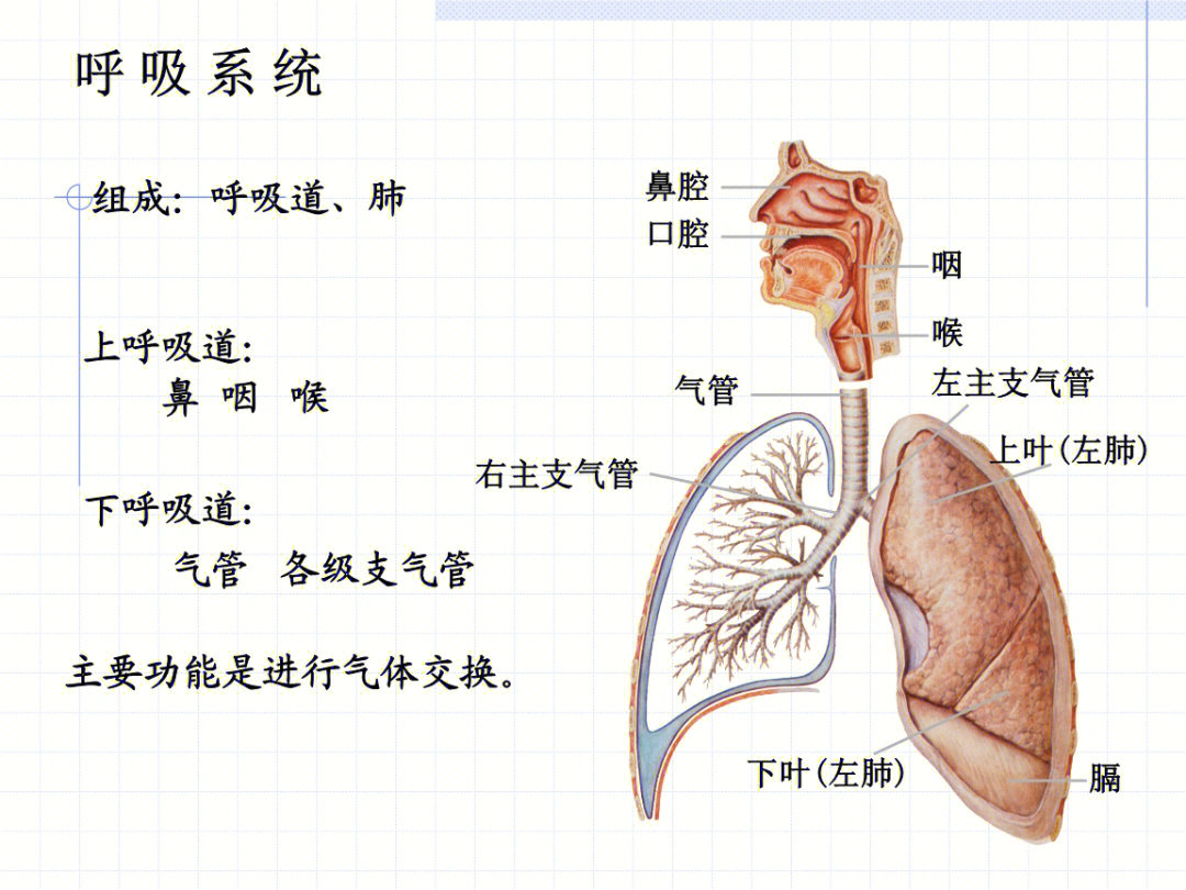 呼吸系统的组成简图图片