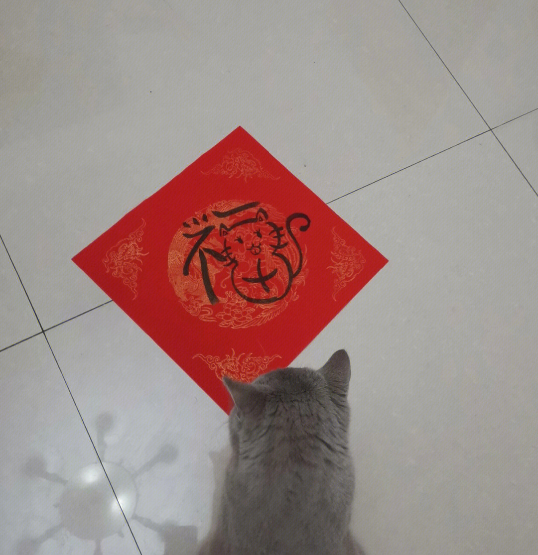 阿猫阿狗╮▽╭