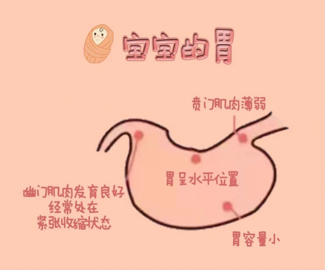 儿童胃的位置图片图片
