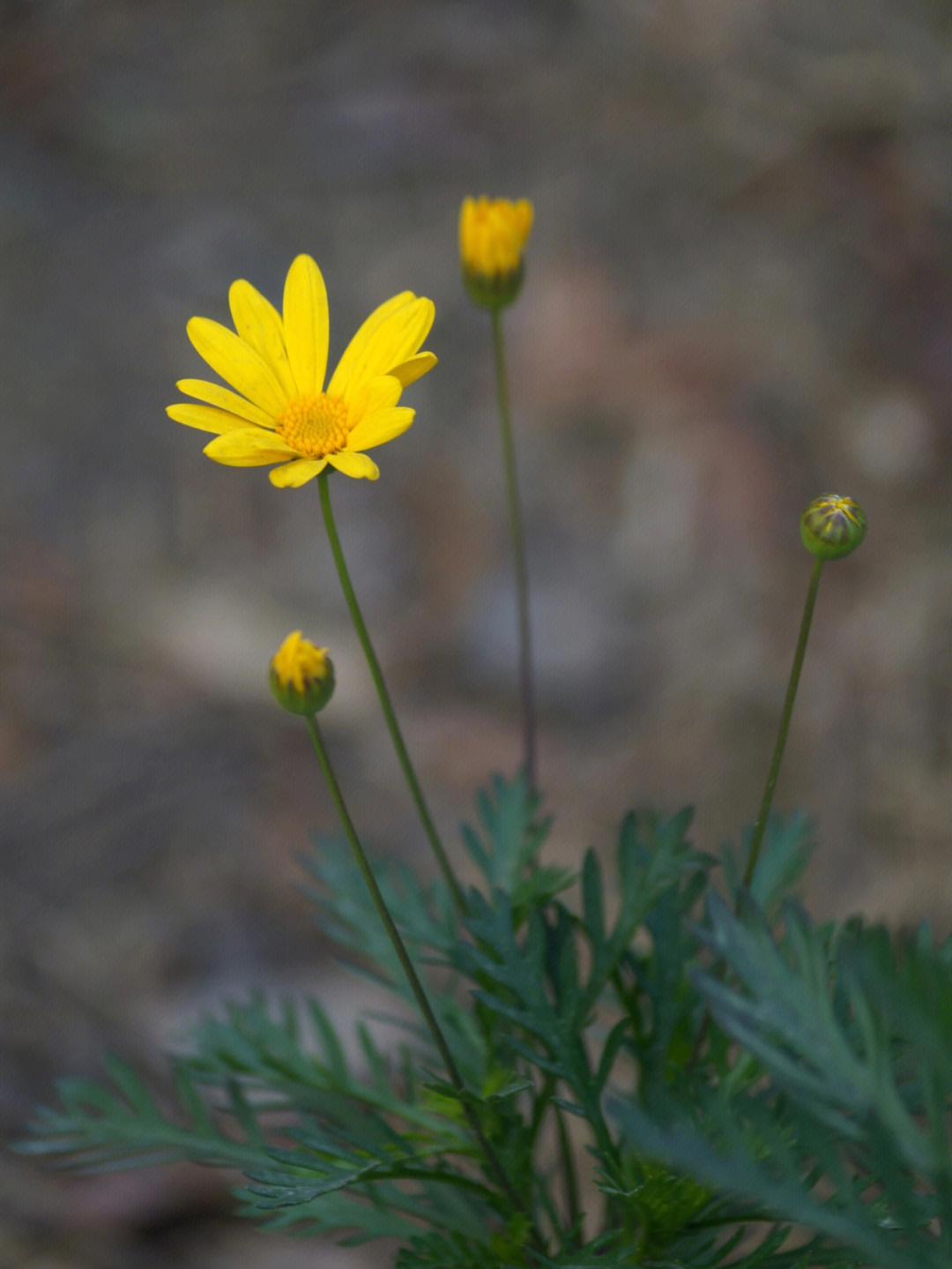 花卉摄影黄金菊