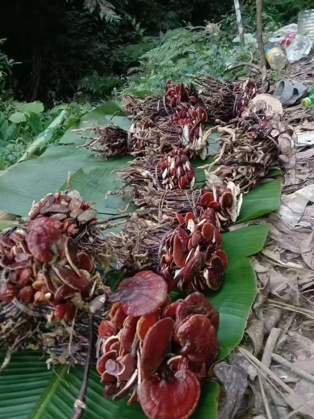 又到了上山采摘灵芝的季节了