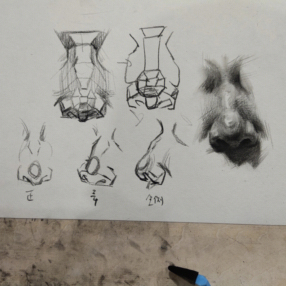 鼻子解剖结构图解素描图片