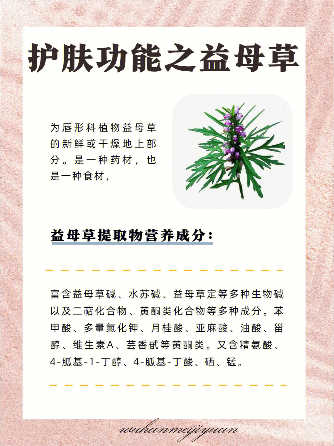 益母草功能主治 月经图片