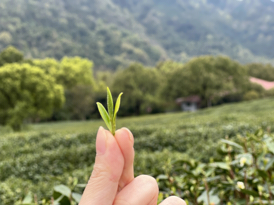 西湖龙井雨前茶头采龙井