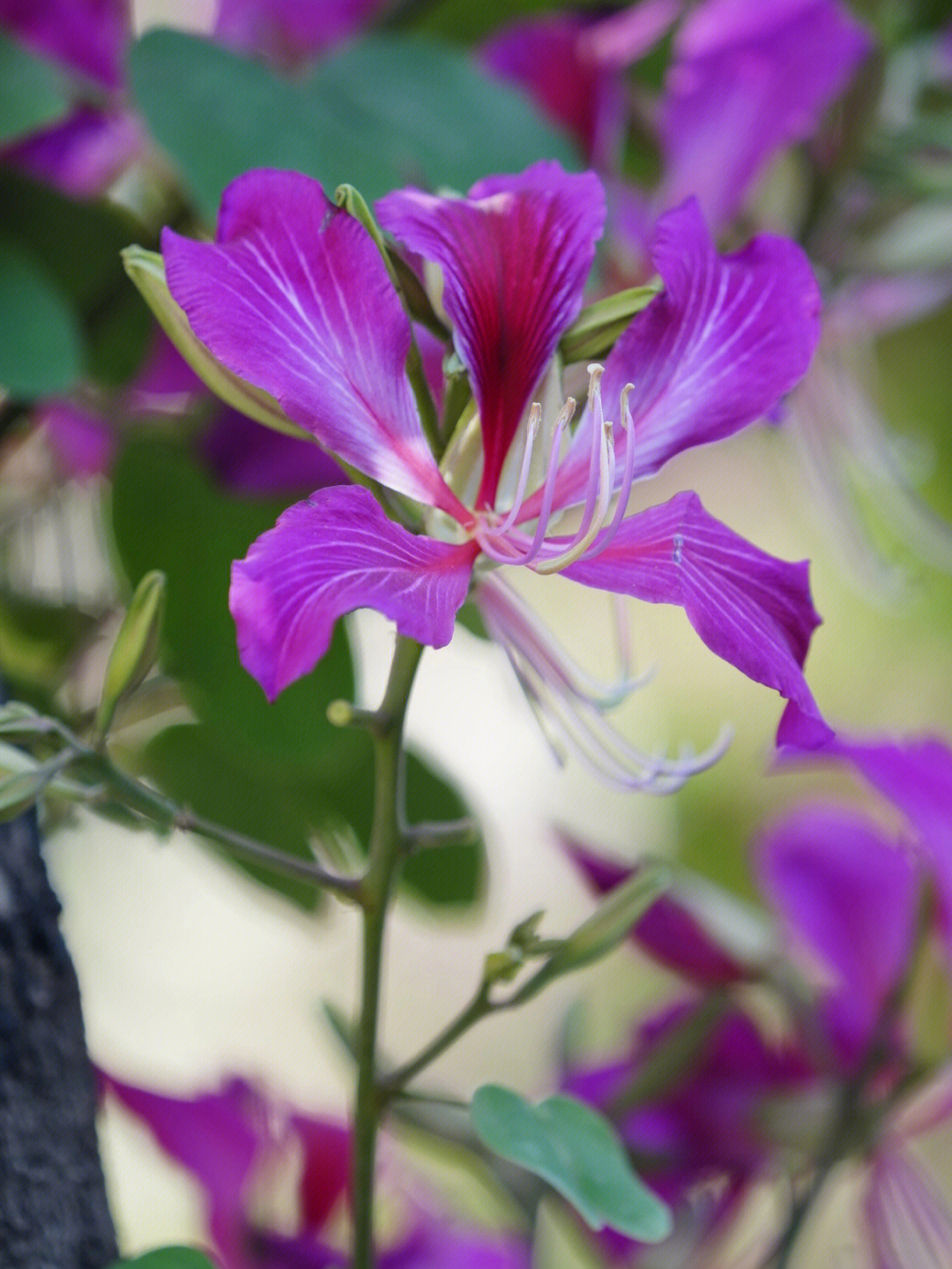 紫荆花画画素材