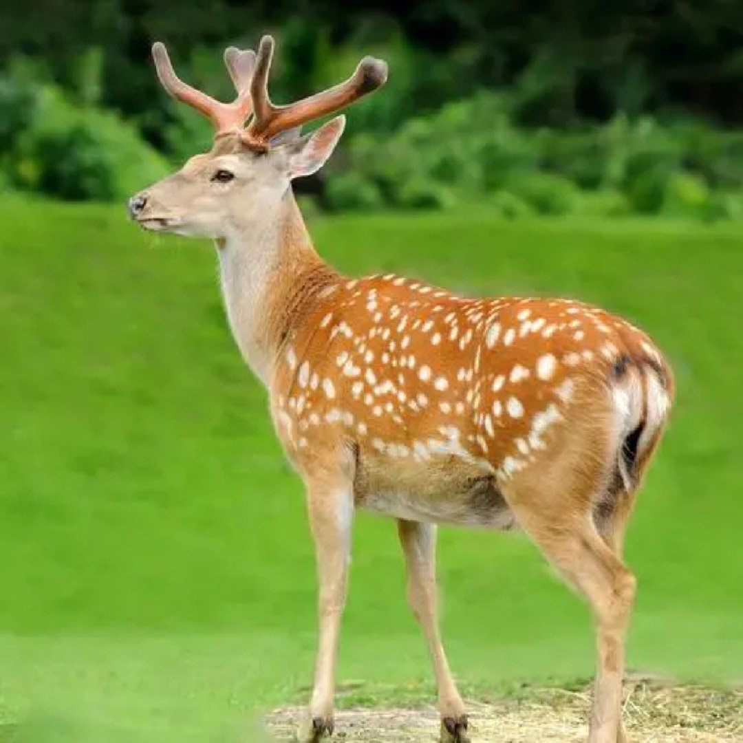 梅花鹿(学名:cervus nippon)鹿科哺乳动物,是一种中小型鹿,体长125至