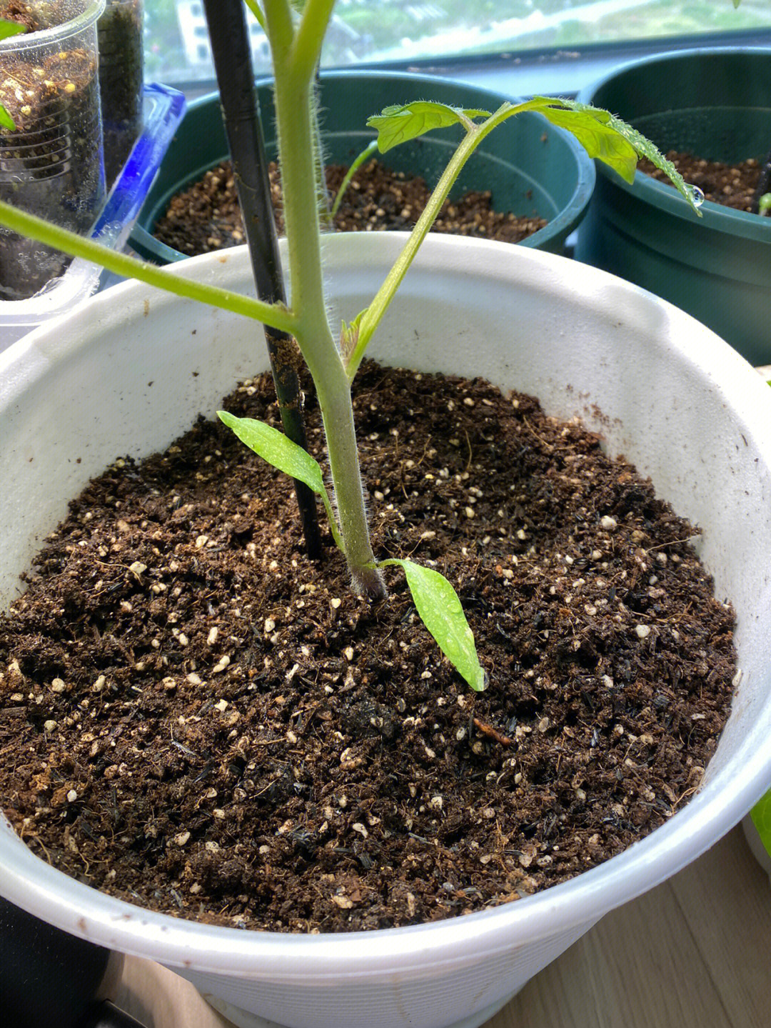 这个番茄苗的长得茎挺粗的,最近降温了,只有13度左右,叶子有点卷边