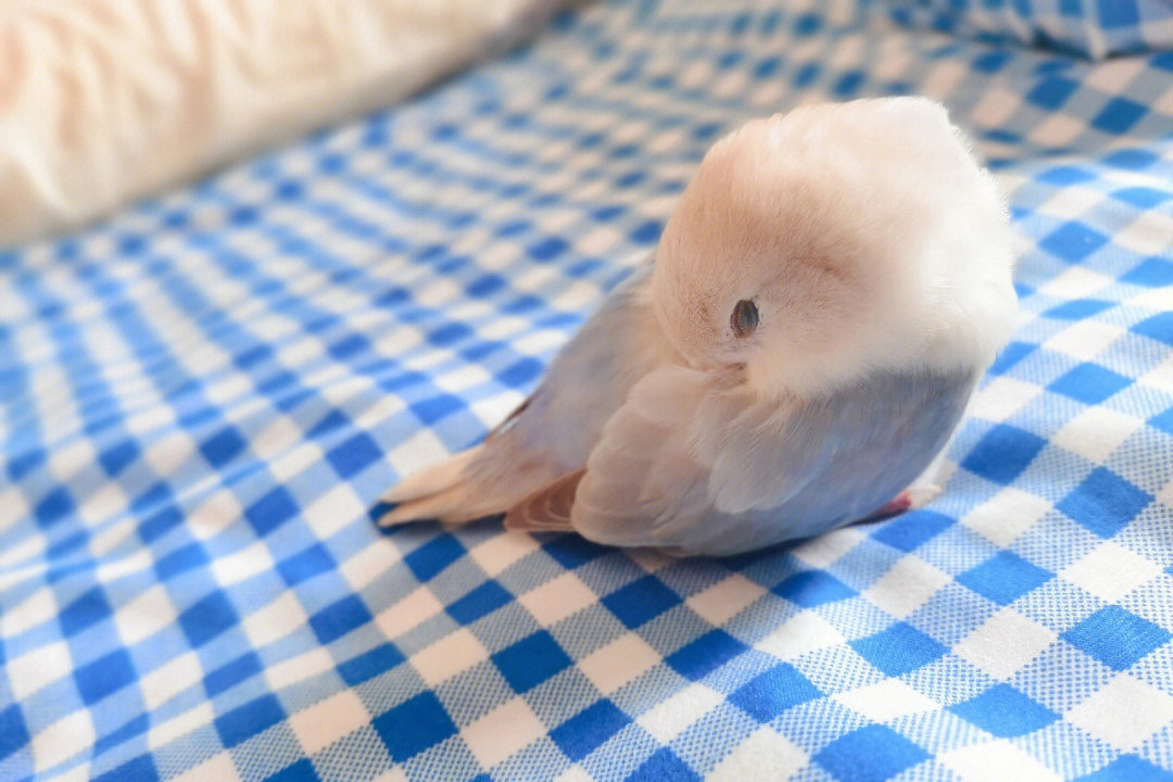 蓝色费氏牡丹鹦鹉图片