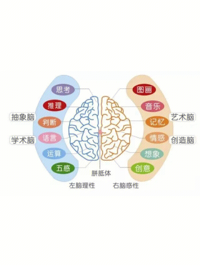 胆子的读音图片