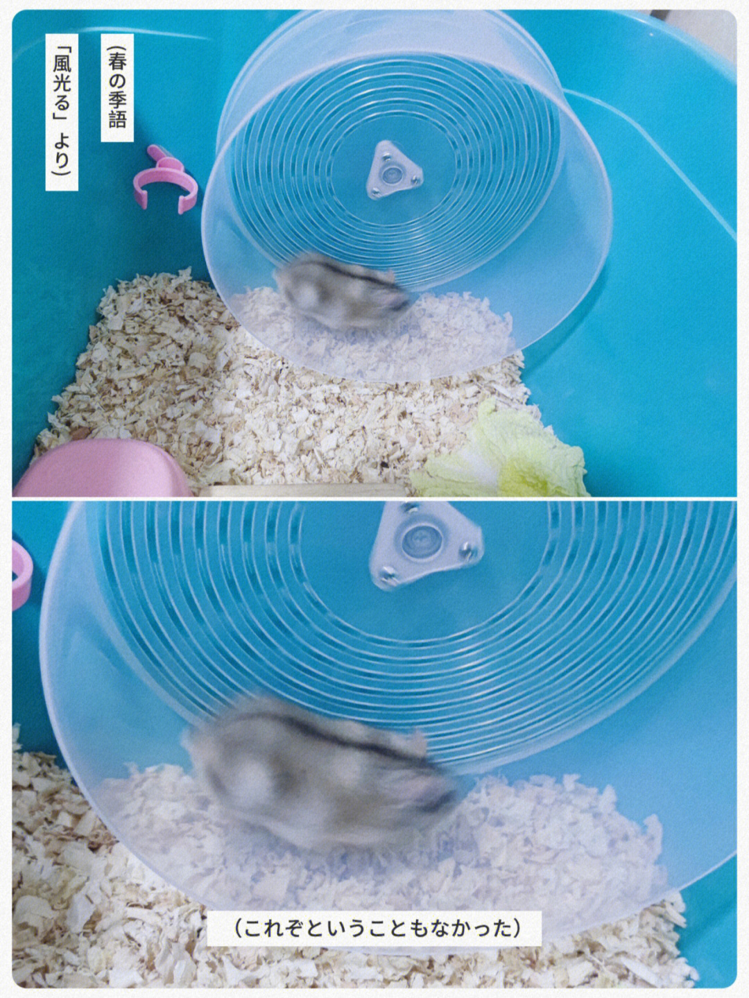 自制仓鼠跑轮教程图片