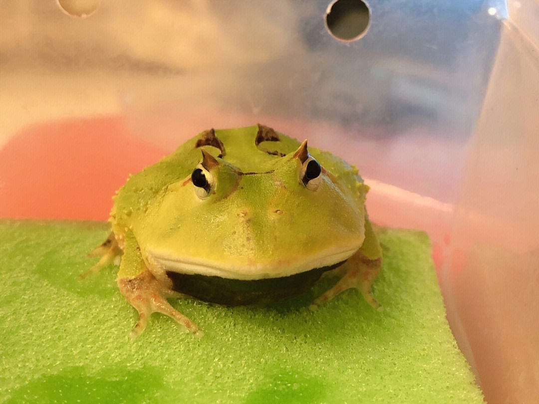 霸王角蛙就喜欢绿绿的蛙崽