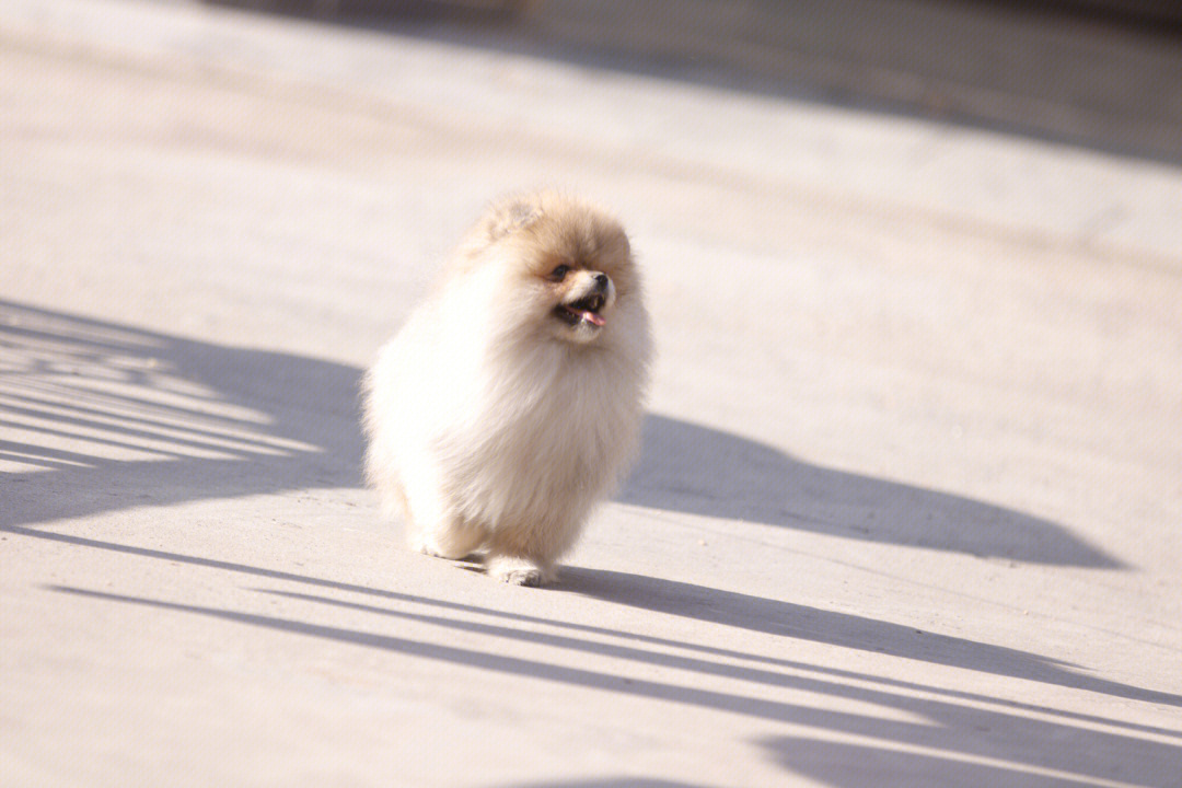 小博美犬图片手机壁纸图片