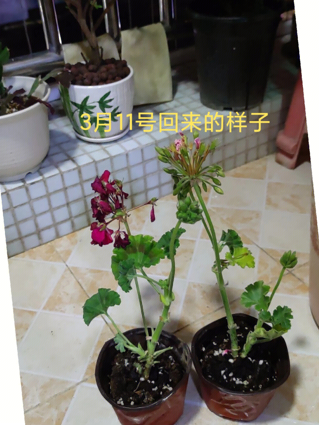 荷叶椒草开花图片图片