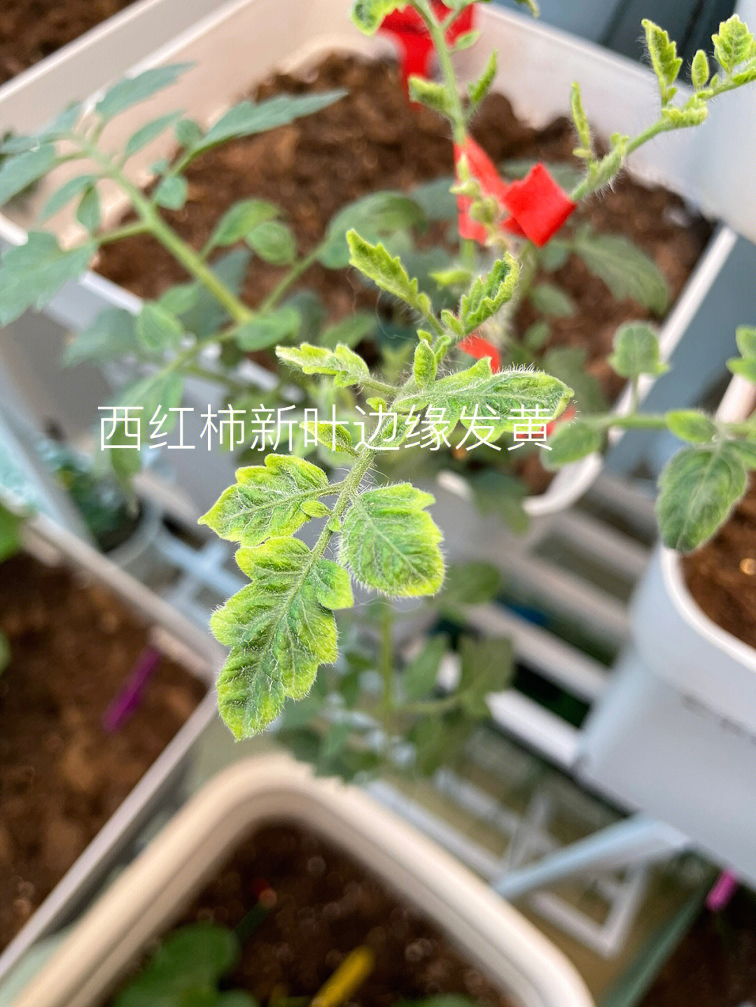 大白菜缺镁图片图片