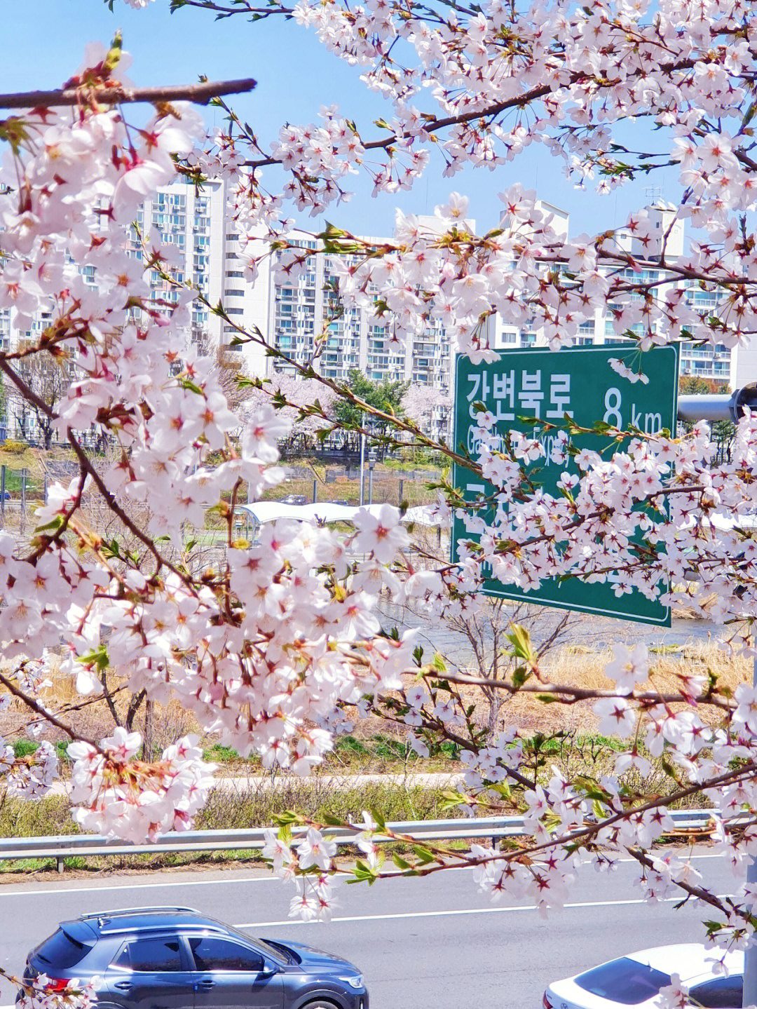 首尔的风江原道的花图片