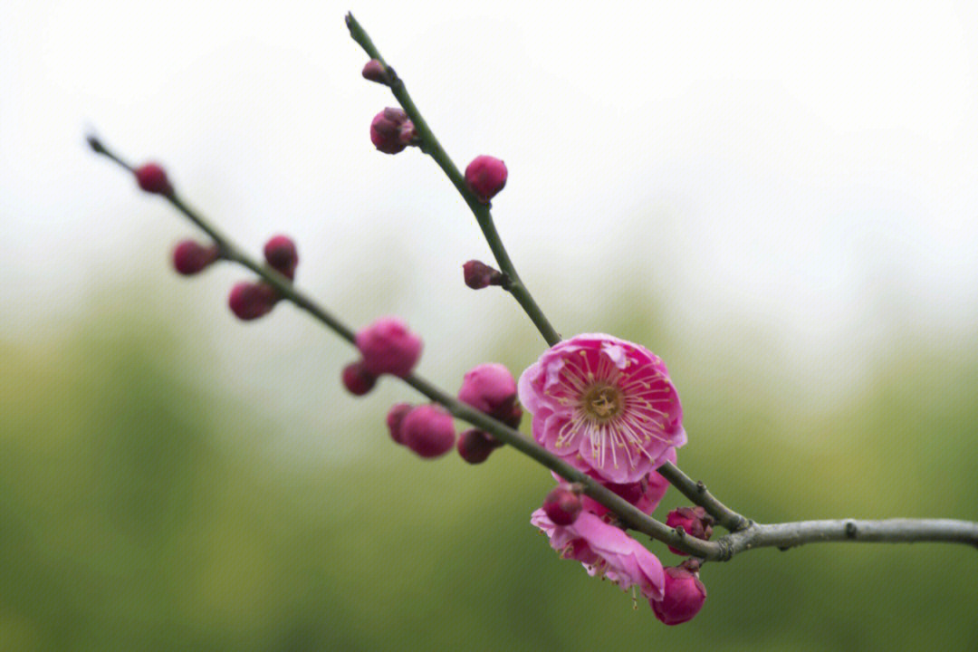 梅花摄影