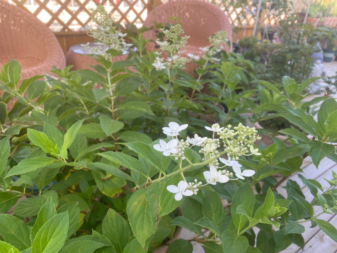 伊芙香草草莓月季图片