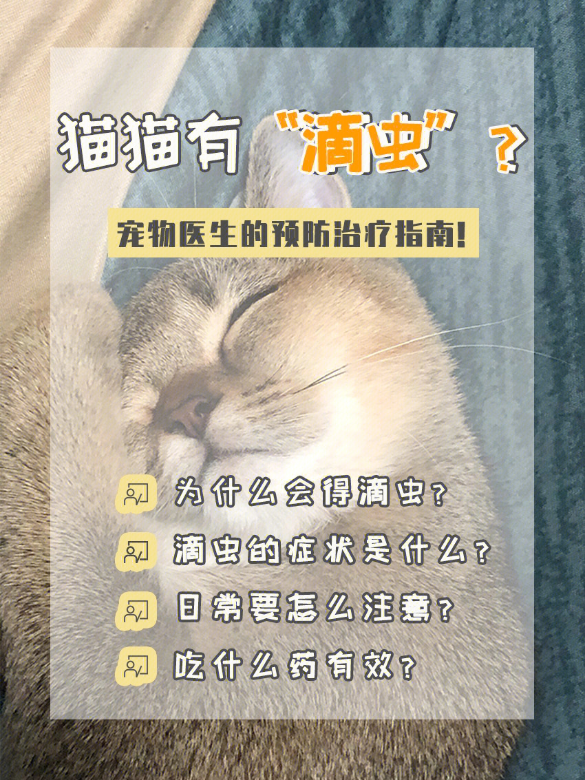 猫猫得滴虫怎么办?宠物医生的预防治疗指南