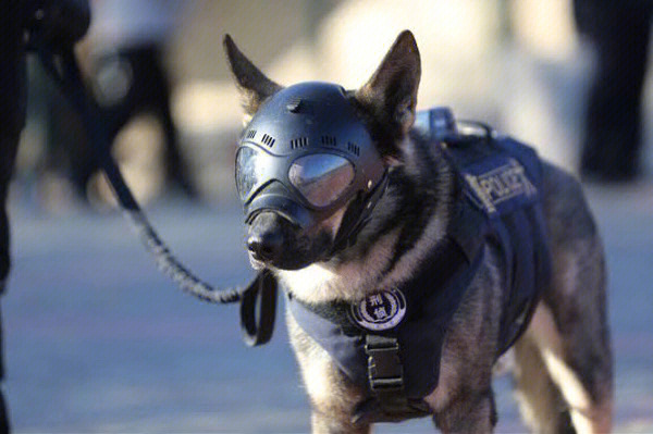 警犬康康